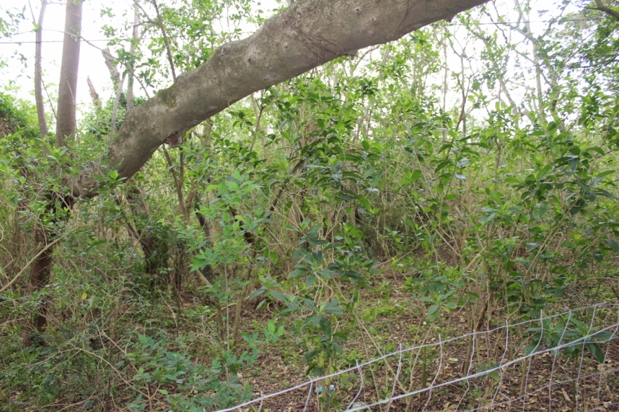 4 Bedroom Property for Sale in Bathurst Eastern Cape